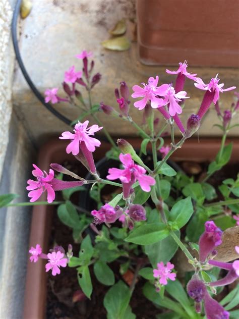 Silene - PictureThis