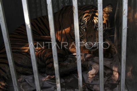 HARIMAU SUMATERA MASUK PERANGKAP BKSDA ANTARA Foto