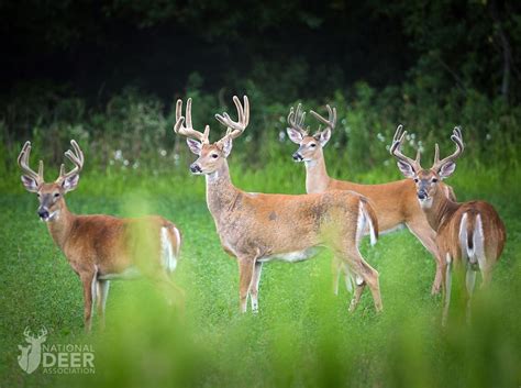 Where Do Bucks Go When Bachelor Groups Scatter?