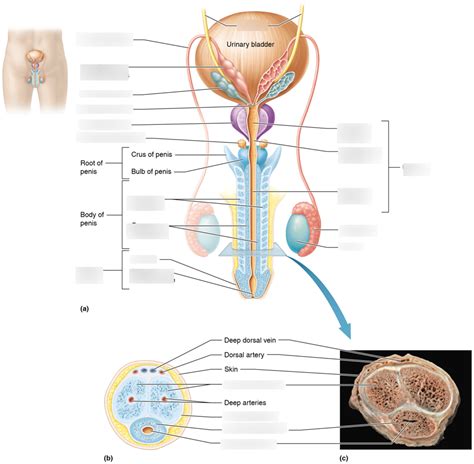 Male Reproductive System Diagram Quizlet