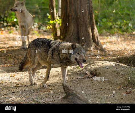 Gray wolf in the forest Stock Photo - Alamy