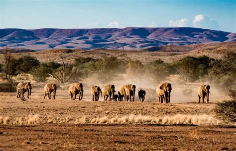 Game Drives in Namibia for an Unforgettable Adventure 2024