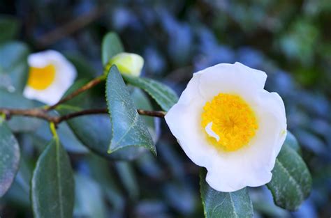 What Is The Rarest Flower In The World Worldatlas