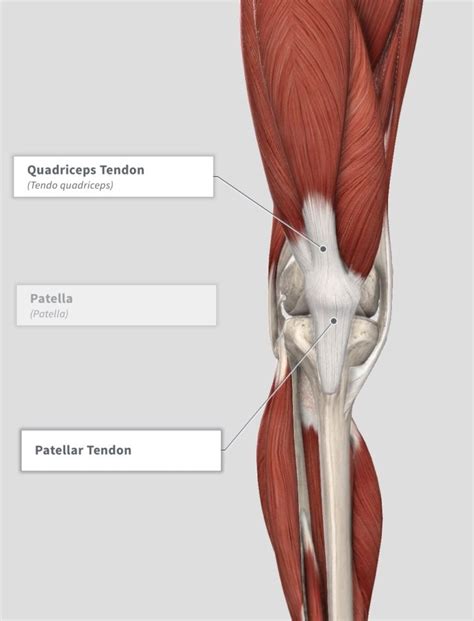 Patellar Tendinopathy Bend Mend Physiotherapy And Pilates In Sydneys Cbd