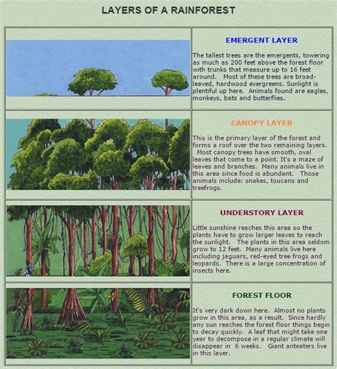 SD's ahsaas : Layers of Rain Forest