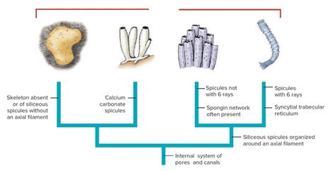 Sponge Phylogeny Diagram Quizlet