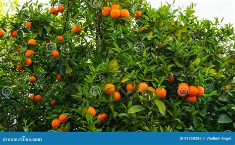 Orange Tree Fruit Of Garden Food Stock Image Image Of Fresh