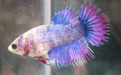 Baby male Betta fish :: Vang Bettas