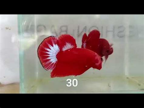 RIT 30 Hellboy Fancy Plakat Male Betta YouTube