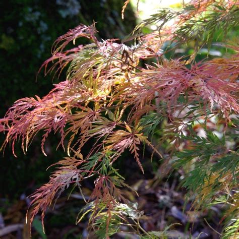 Acer Palmatum Wakehurst Pink Tree Japanese Maple Tree Pink Trees Acer Palmatum