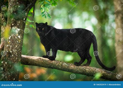 Black Panther in the Jungle Stock Image - Image of background, furious ...