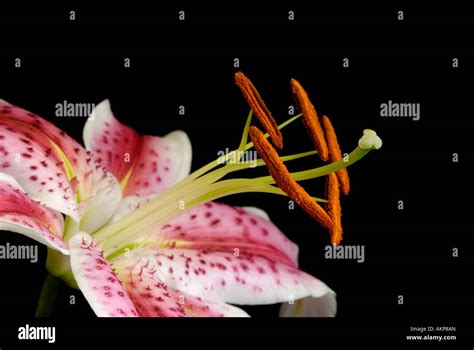 Close Up Of Flower Reproductive Structures Parts Including Stamens