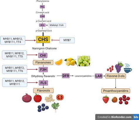 Regulation Of Flavonoids Flavanones Flavonols Flavan Ols And