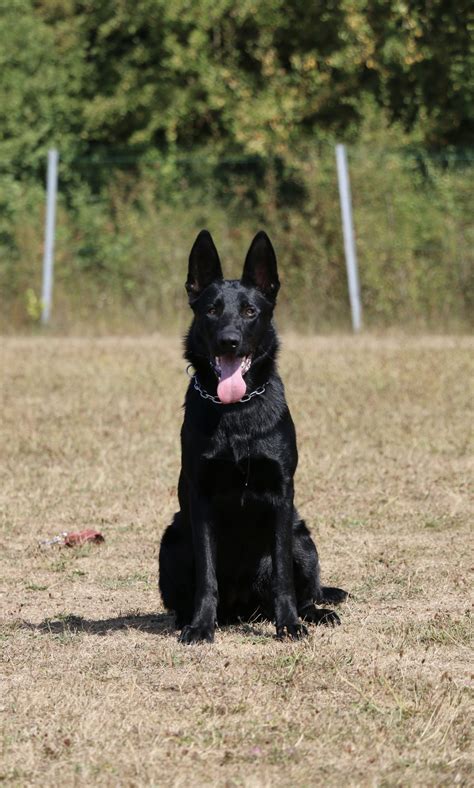 Amandine Educ Canin Ducatrice Canine Dans L Oise Goincourt