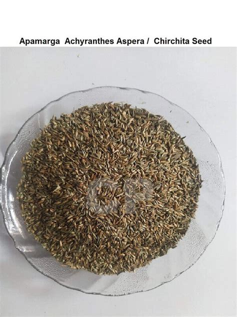 Apamarga Achyranthes Aspera Seeds Chirchita Chirchira Seed 1kg 35 27