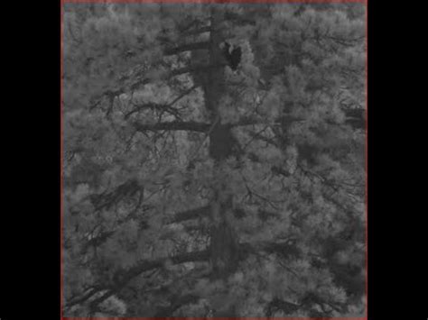 08 25 23 Big Bear Lake Bald Eagles Jackie And Shadow Together Tonight