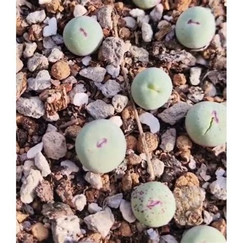 Waf Rare Succulent Conophytum Vanzylii Cm Direct From Cameron