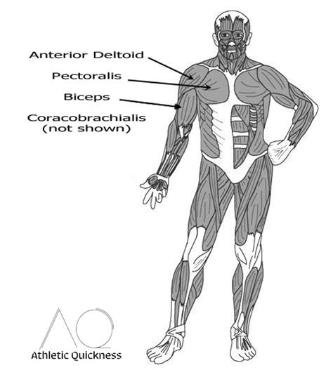 Shoulder Flexor Muscles