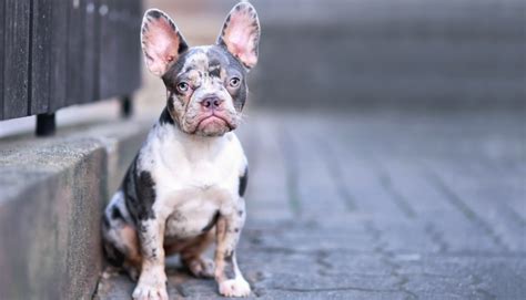 What Makes Merle French Bulldogs So Unique? The Genetics Behind the ...