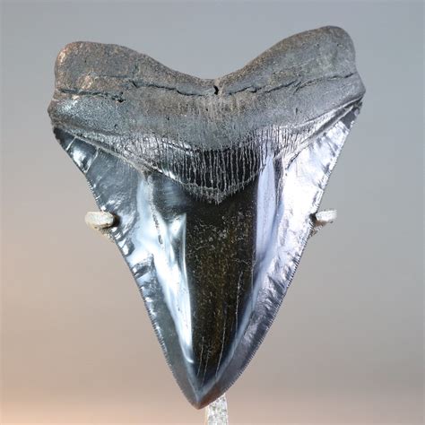 Gigantic Megalodon Tooth For Sale 618 Inches Fossil Realm