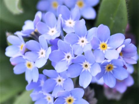 Myosotis alpestris Jewel - Blue