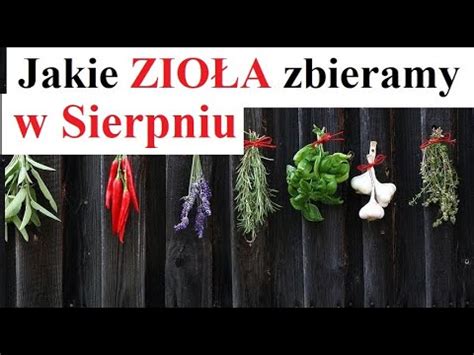 Jakie Zio A Zbieramy W Sierpniu Youtube