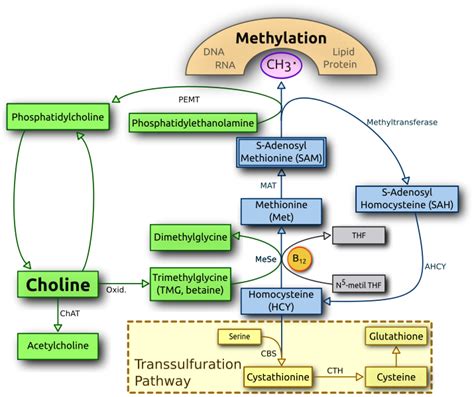 Acetylcholine How And Why To Optimize The Synthesis Of This Vital