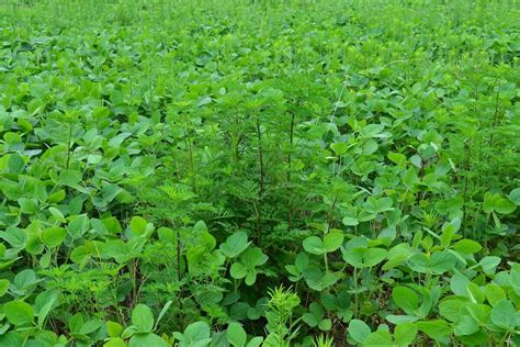 Plantas Daninhas Da Soja Como Controlar As 6 Principais Invasoras