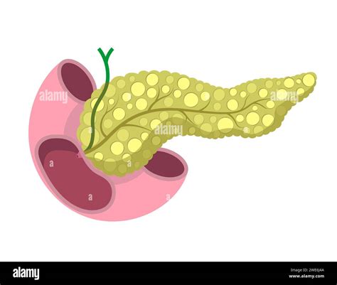 Pancreas Anatomy In Complex With Intestine And Bile Duct Human Healthy