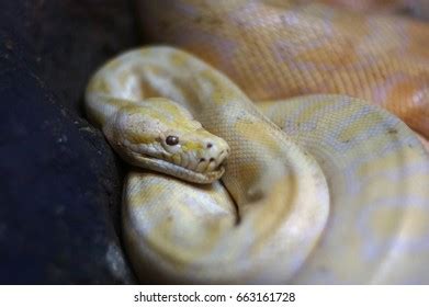 Albino Reticulated Python Python Reticulatus Malayopython Stock Photo ...