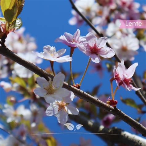 Japanische Zierkirsche Prunus Su Autumnalis Cm