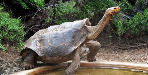 130 Year Old Breeding Galápagos Tortoise Saved His Species From Near