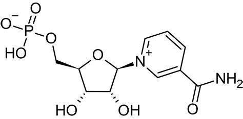 Beta Nicotinamide Mononucleotide Key Nad Intermediate Cas