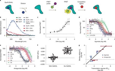 Development Of An In Vitro Fret Assay A Schematic Of The In Vitro