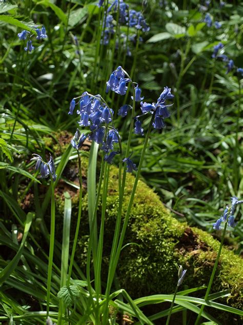 Bluebells In Ashenbank Woods Cobham Kent Shared Bluebells