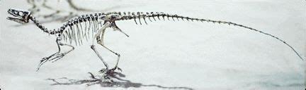 ORNITHOLESTES | Ornitholestes , a reconstructed skeleton (cast) at the ...