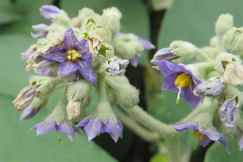 Woolly Nightshade Manaaki Whenua