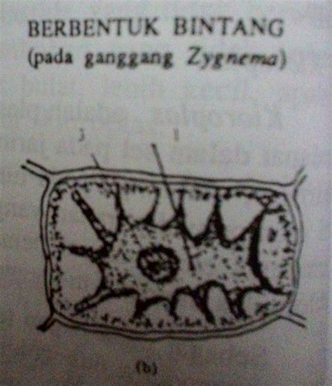 STRUKTUR DAN FUNGSI KLOROPLAS ~ BIOLOGY FOR EDUCATION