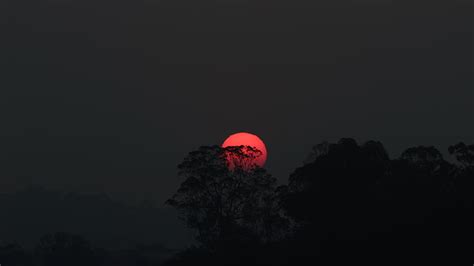 HD wallpaper: black and red floral textile, sunset, trees, landscape ...