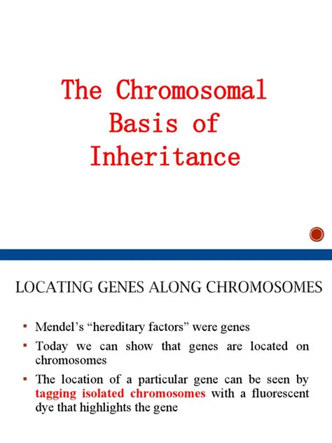 Chromosomal Inheritance A Pdf Meiosis Zygosity