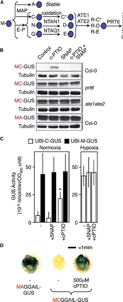 Figure 1 From Nitric Oxide Sensing In Plants Is Mediated By Proteolytic