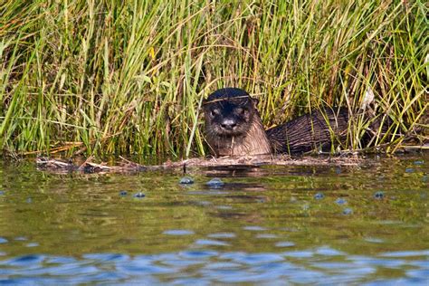 St Tammany Parish River Otters Call You For A Road Trip