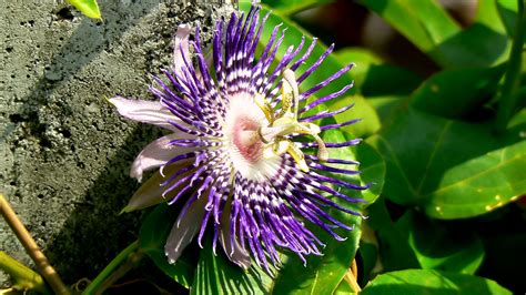 La Passiflore Officinale Ou Passiflora Incarnata La Fleur De La