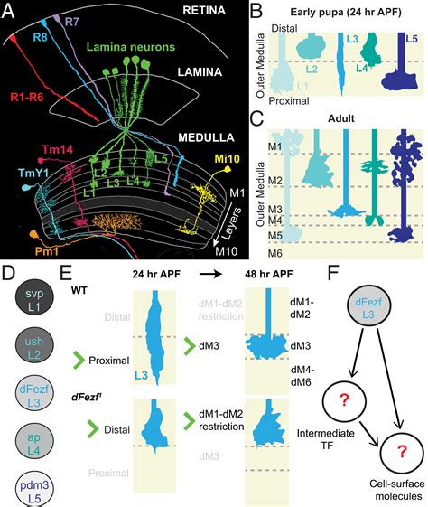 Drosophila Fezf Functions As A Transcriptional Repressor To Direct