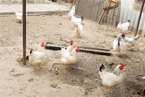 Gallinero Con Los Pollos En El Pueblo Yarda De Las Aves De Corral Foto