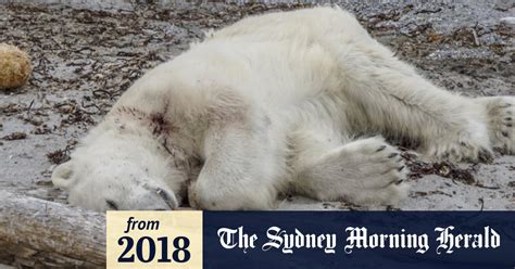 Polar Bear Shot Dead In Attack On Arctic Cruise