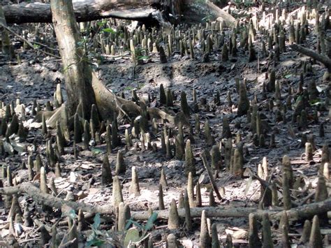 Mangrove forest, Bhitarkanika - India Travel Forum | IndiaMike.com