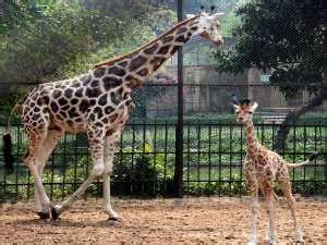 Alipore Zoo Kolkata |Timing, Animals, Aquarium, Ticket Price