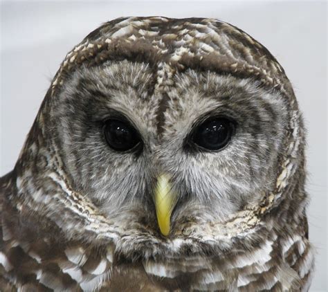 Barred Owl face photo and wallpaper. All Barred Owl face pictures