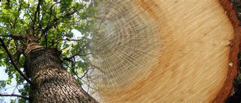 Madera De Roble Tipos Y Caracter Sticas Forestal Maderero